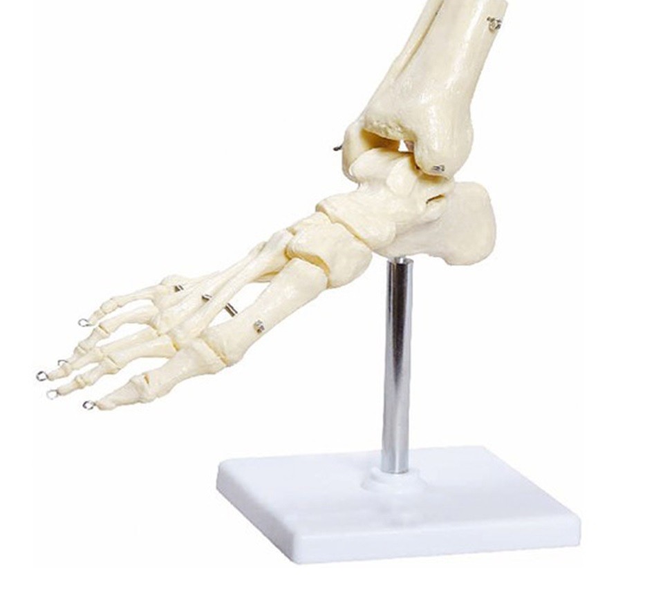 Esqueleto do Pé com Ossos do Tornozelo Anatomic