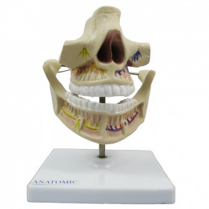 Dentição Adulta Anatomic